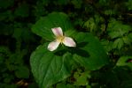 PICTURES/Sol Duc - Ancient Groves/t_Little Purple Flower1.JPG